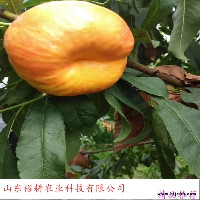 蟠桃苗批發(fā)冬桃樹苗油桃苗木桃樹苗基地yugeng/裕耕