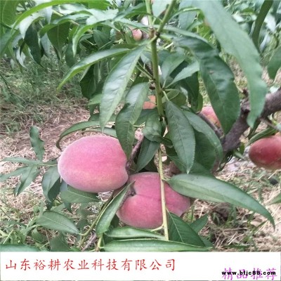 山東泰安桃樹苗冬桃樹苗油桃苗木桃樹苗品種及價格yugeng/裕耕