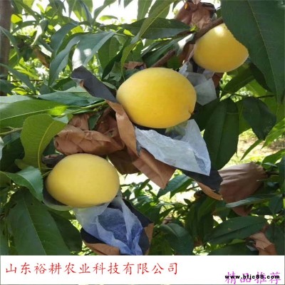 早熟桃樹苗-珍品王桃樹苗 紫葉冬桃 映霜紅桃樹苗-yugeng/裕耕-可南北方種植-桃樹苗供應(yīng)