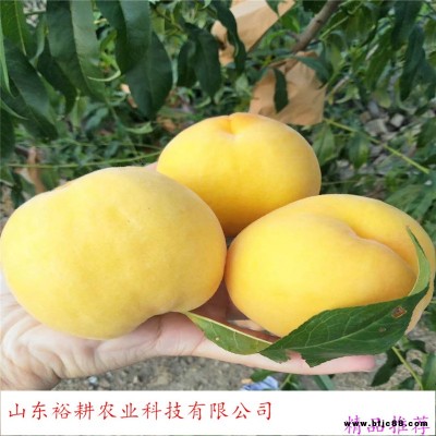 黃金蟠桃-珍品王桃樹苗 紫葉冬桃 映霜紅桃樹苗-yugeng/裕耕-優(yōu)質(zhì)高產(chǎn)豐產(chǎn)-桃樹苗價格