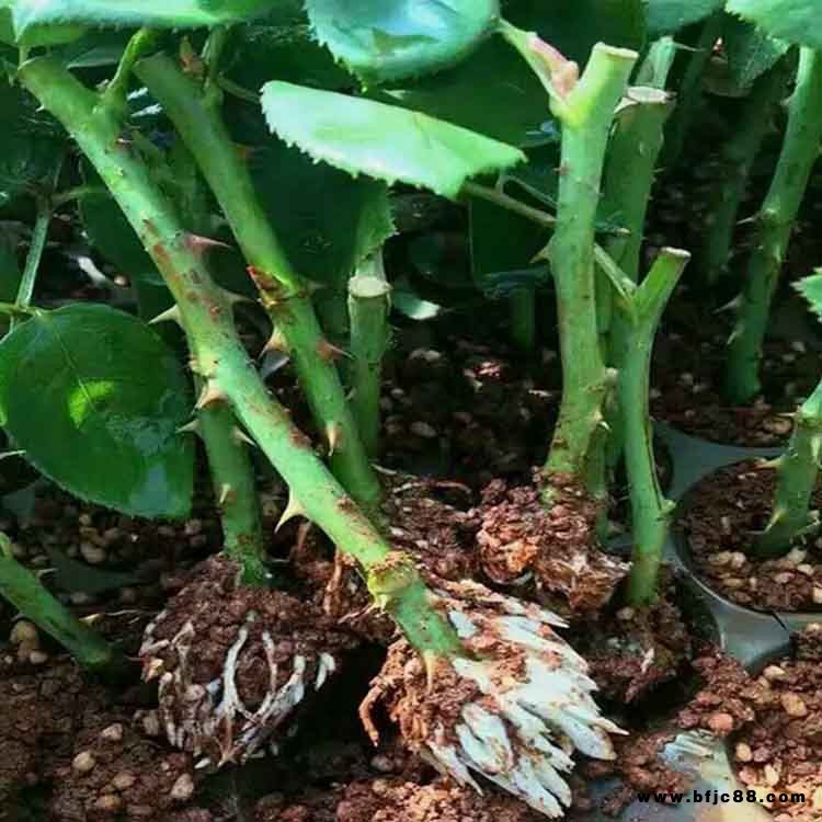 玫瑰花苗批發(fā) 食用玫瑰冬春賞枝 食用玫瑰鮮切花苗  夏氏花卉
