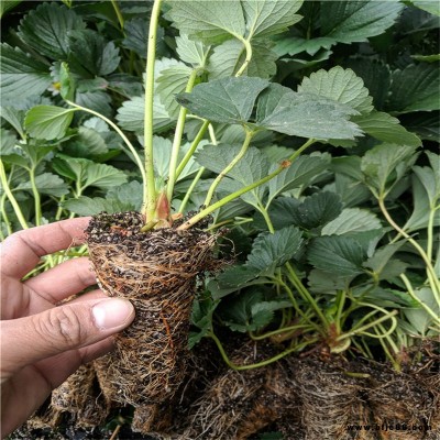批發(fā)冬香草莓苗基地 白雪公主草莓苗價(jià)格 京泉香草莓苗銷售價(jià)格