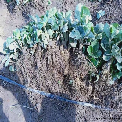 批發(fā)冬香草莓苗基地 寧玉草莓苗價(jià)格 京泉香草莓苗批發(fā)基地