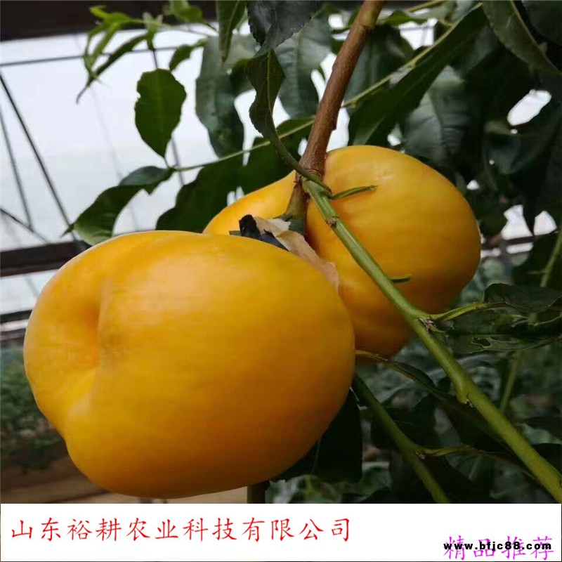 中油蟠桃桃樹苗冬桃樹苗yugeng/裕耕農業(yè)帶土發(fā)貨桃樹苗出售