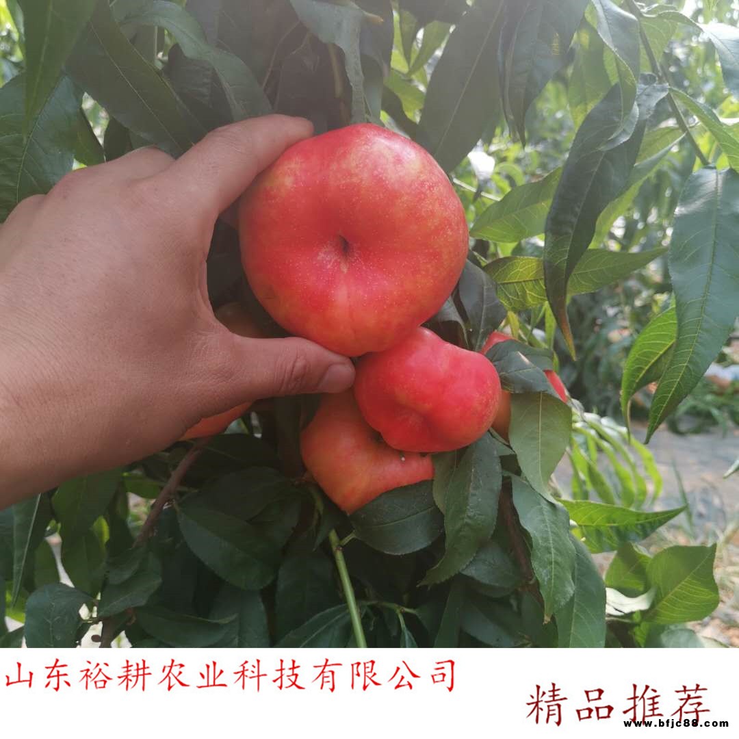 金霞油蟠桃樹苗冬桃樹苗yugeng/裕耕農業(yè)泰安發(fā)貨桃樹苗品種及價格