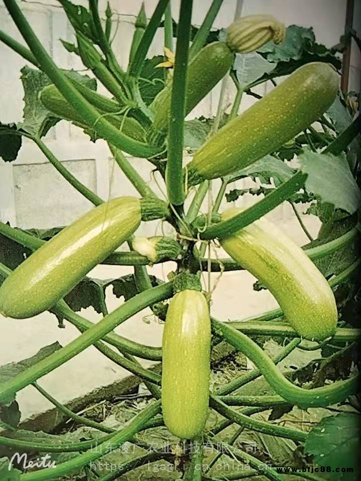 新疆七彩冬瑞西葫蘆種子苗子 瓜條順直 整齊 產量高