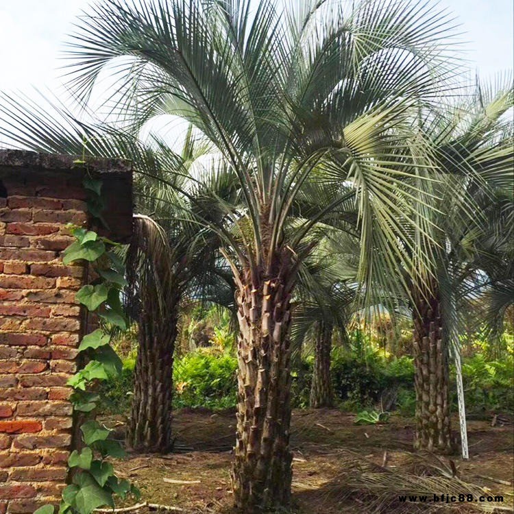 布迪椰子耐熱棕櫚植物生長快易成活 布迪椰子全冠苗 裕景園藝場