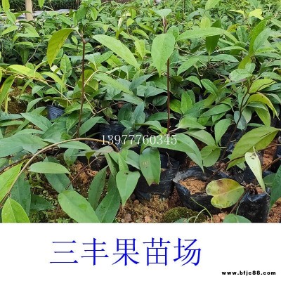 云南批發(fā)黑老虎苗 布福娜苗批發(fā) 市場價格黑老虎苗 布福娜苗果樹直銷