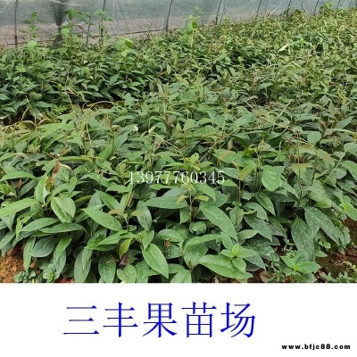 貴州黑老虎苗 布福娜苗果樹苗出售 福建批發正宗黑老虎苗 布福娜苗品種純正