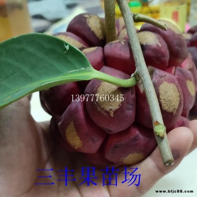 批發(fā)黑老虎苗 布福娜苗廣西靈山縣產(chǎn)地直銷純正黑老虎苗 布福娜苗