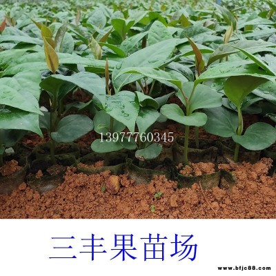 黑老虎苗 布福娜苗市場價格黑老虎苗 布福娜苗大量供應(yīng)正品黑老虎苗 布福娜苗品種