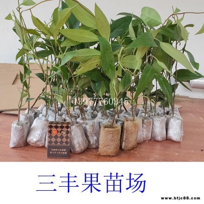 廣西靈山縣正宗黑老虎苗 布福娜苗嫁接苗黑老虎苗 布福娜苗批發黑老虎苗 布福娜苗