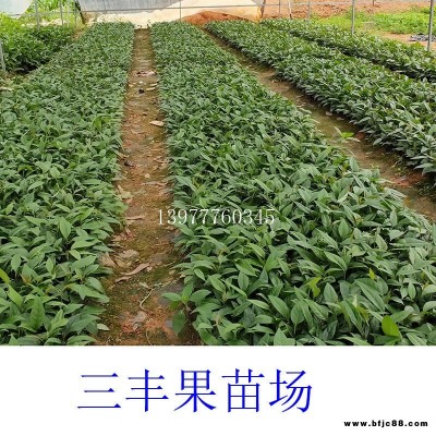 廣西三豐果苗場批發(fā)黑老虎苗 布福娜苗產(chǎn)地培育黑老虎苗 布福娜苗