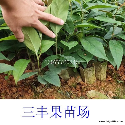 廣東黑老虎苗 布福娜苗批發出售盆栽地栽黑老虎苗 布福娜苗果樹苗