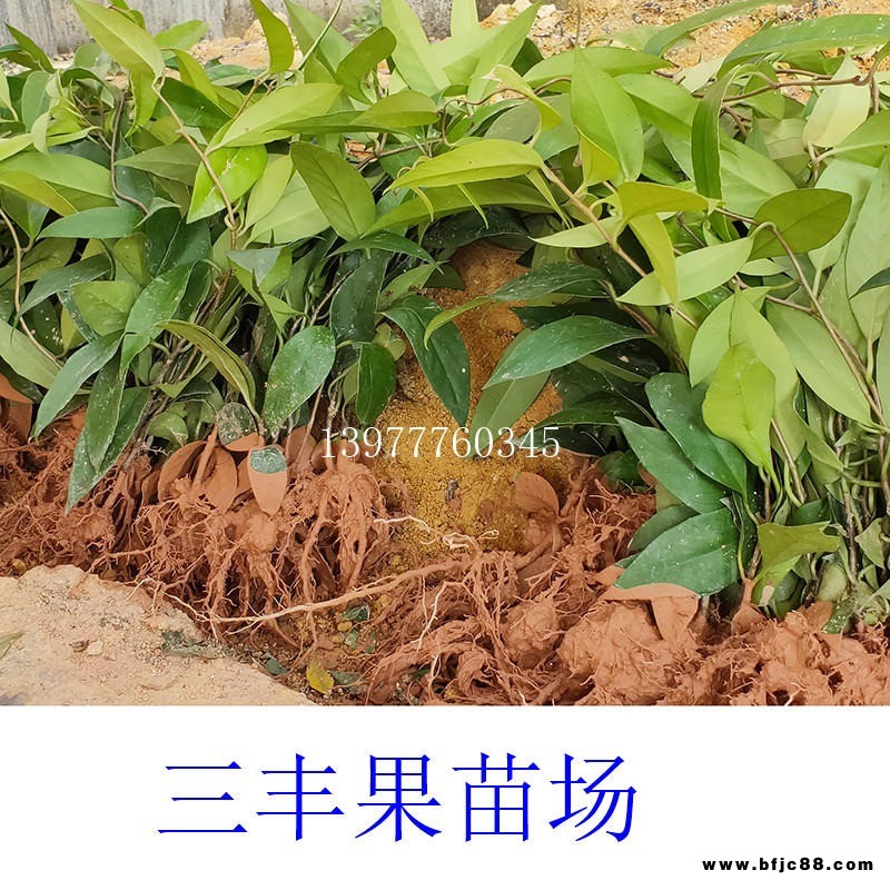 廣西黑老虎苗 布福娜苗果園種植基地黑老虎苗 布福娜苗產地直銷苗圃