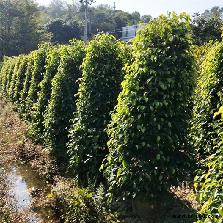 漳州垂葉榕基地 批發(fā)垂葉榕柱 園林綠化垂葉榕 垂葉榕柱報(bào)價(jià)