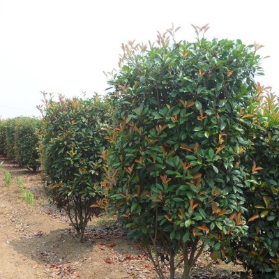 綠化苗木批發紅葉石楠柱苗價格 綠化工程苗木 紅葉石楠柱批發價風景苗美化庭院